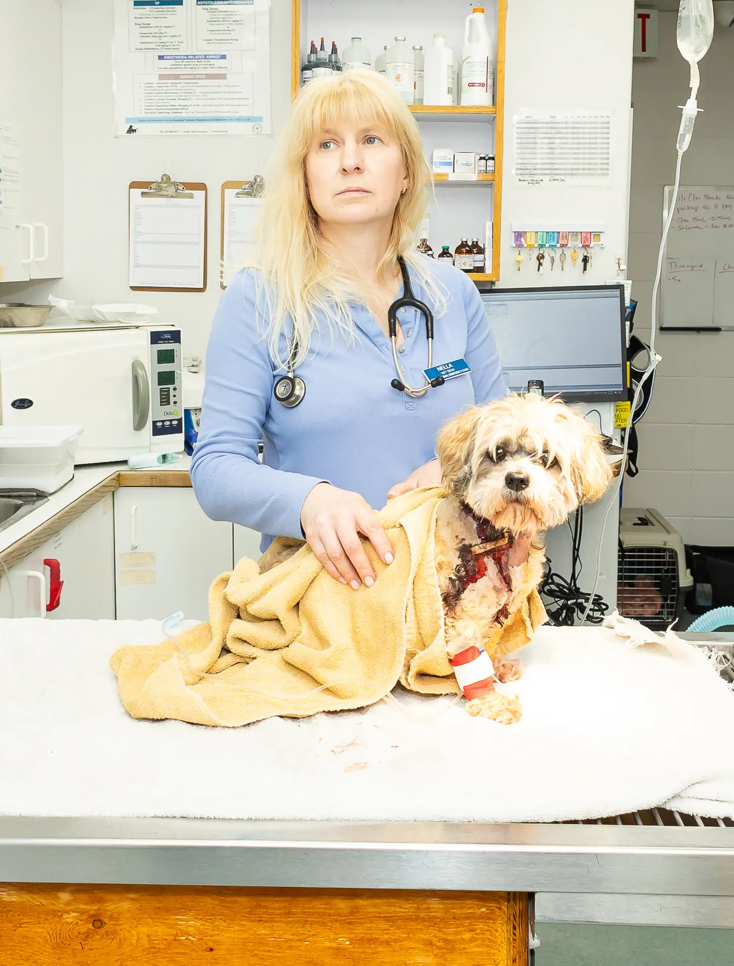 Emergency Vet In Coquitlam Image